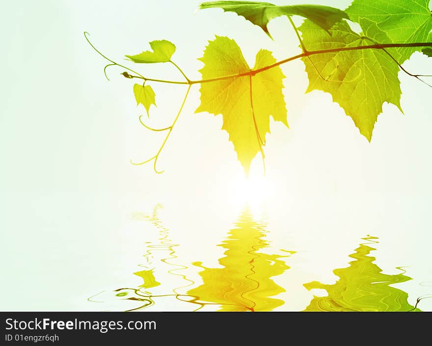 Leaves of vine on a background sunrise and their reflection