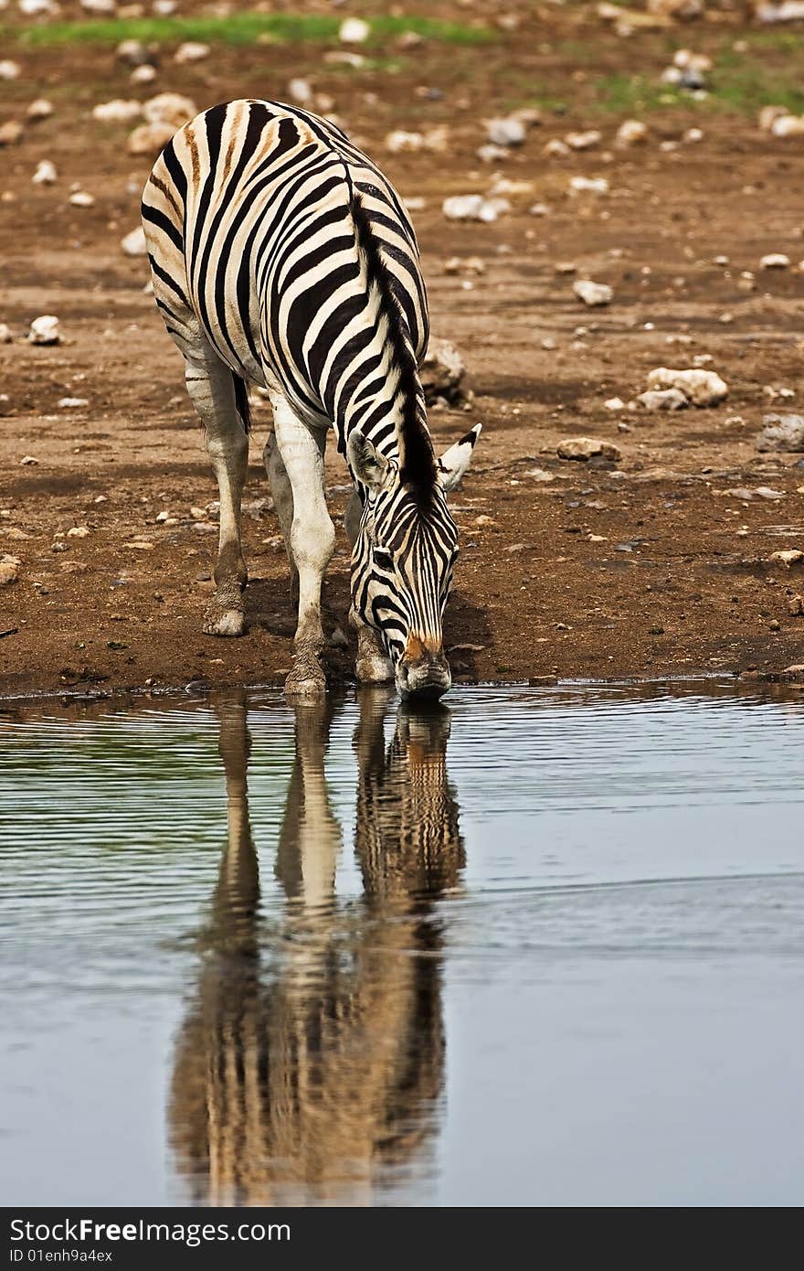 Burchells zebra at waterhole; Equus Burchelli; South Africa