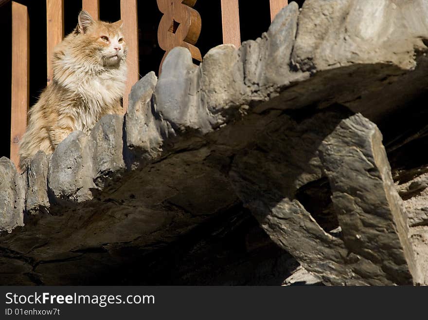 Cat in Cardos Valley in the Pyrenees, Spain, Europe