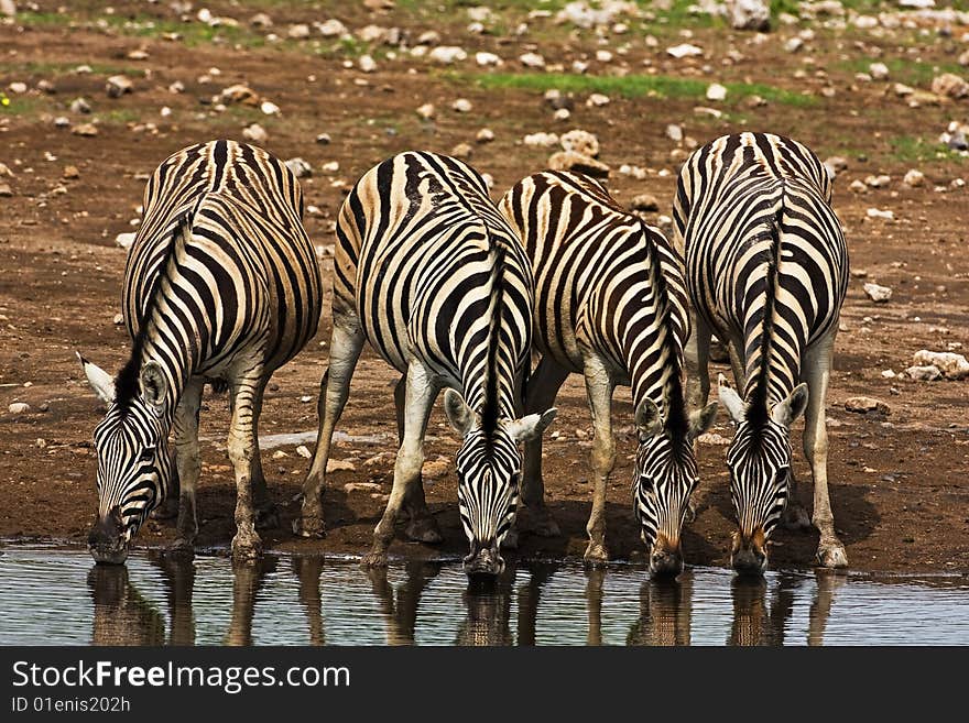 Burchells zebras at waterhole; Equus Burchelli; South Africa