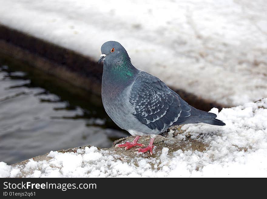 Pigeon stand on snow looking at us . Pigeon stand on snow looking at us