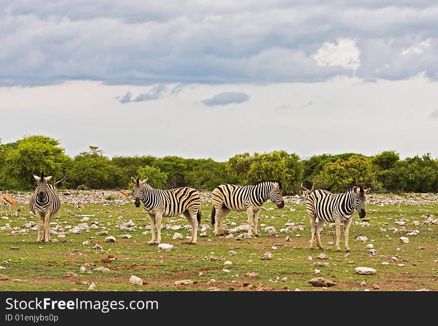 Burchells zebras standing in field; Equus Burchelli; South Africa