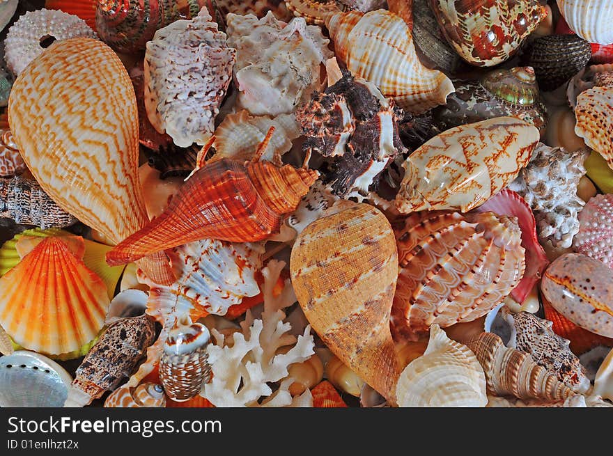 A beautiful alluvial of different seashells. A beautiful alluvial of different seashells