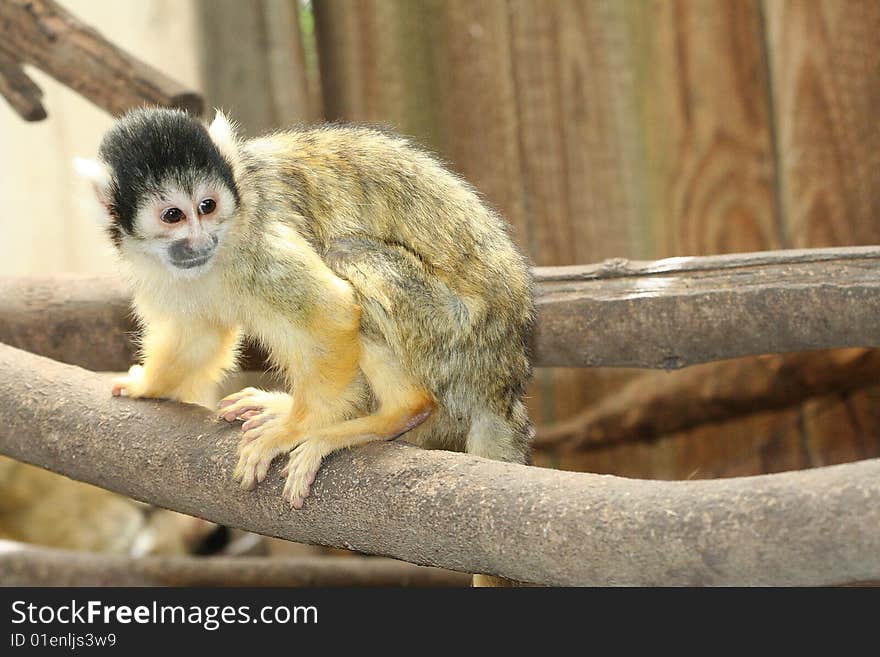 Squirrel monkey