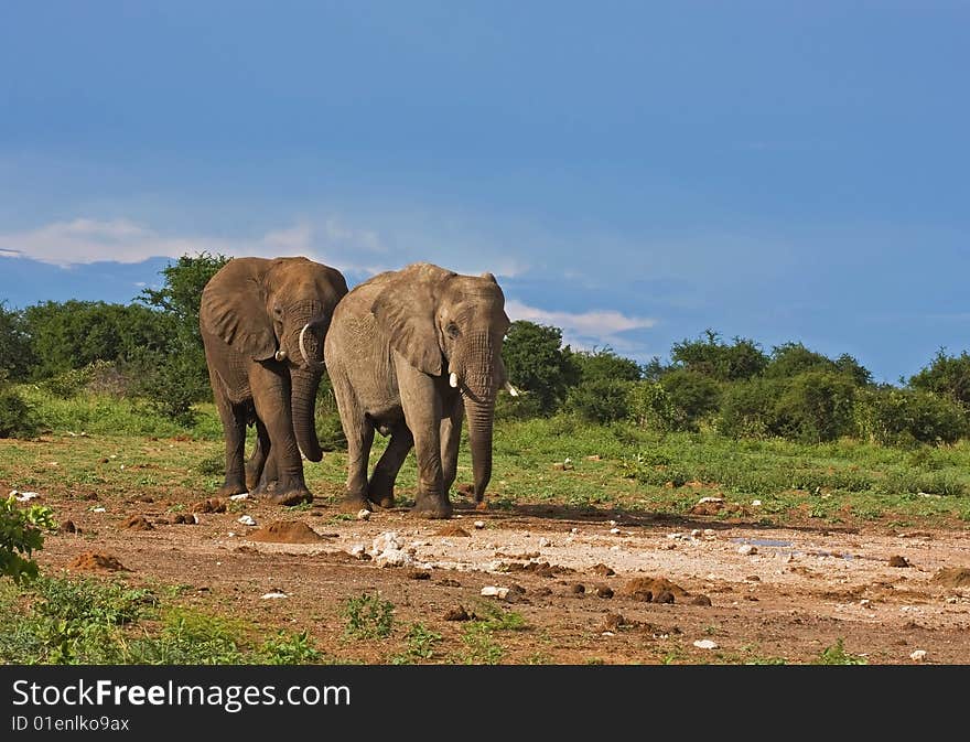 Two African elephants ; Loxodonta Africana; South Africa