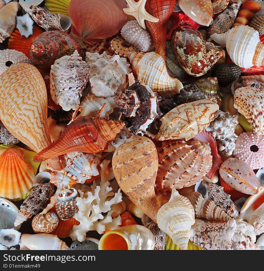 A beautiful alluvial of different seashells. A beautiful alluvial of different seashells