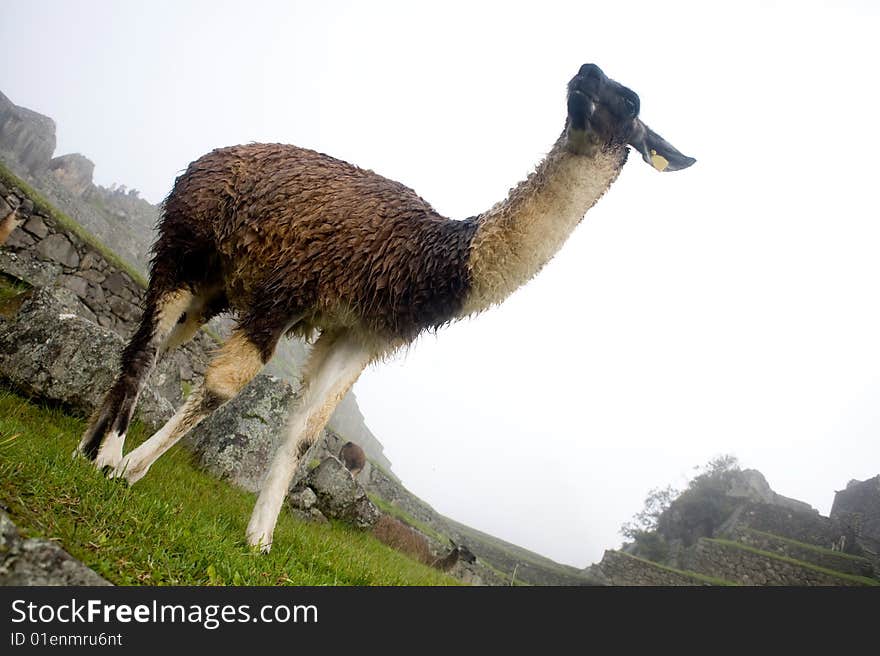 Machu Picchu Llamas