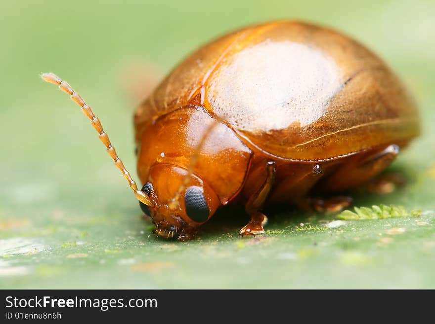 Orange beetle macro on green leaf