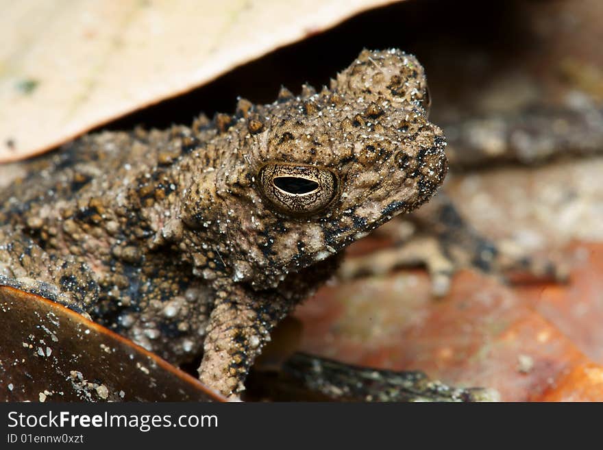 Frog macro on dry leaf. Frog macro on dry leaf