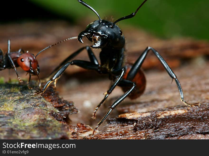 Black big head ant macro angry face