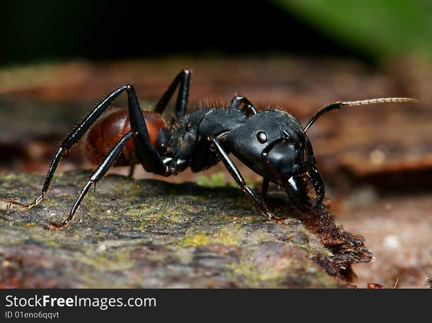 Black big head ant macro