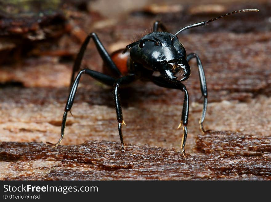 Black big head ant macro