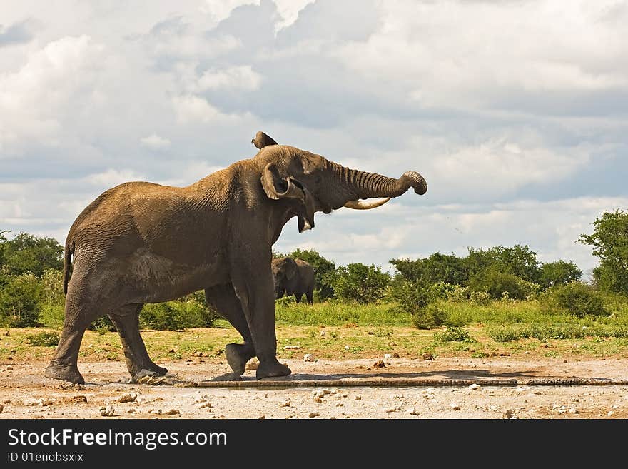 African elephant at waterhole with head and trunk upwards; Loxodonta Africana; South Africa