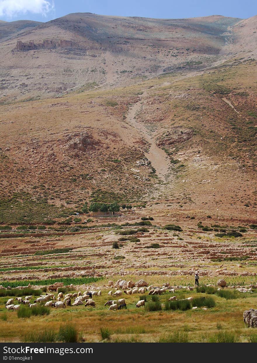 Sheep Troop In Deep Hill