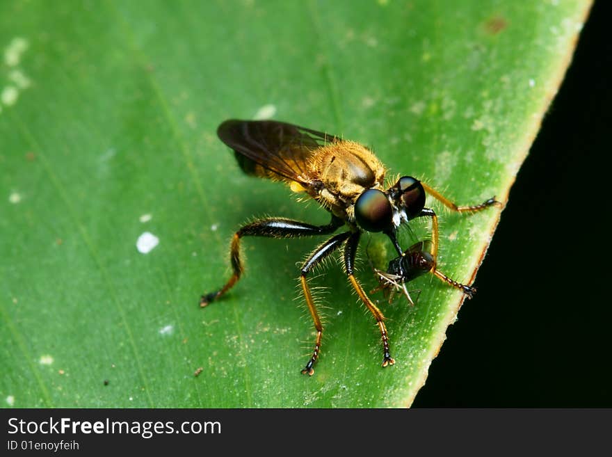 Robberfly eating macro on green leaf