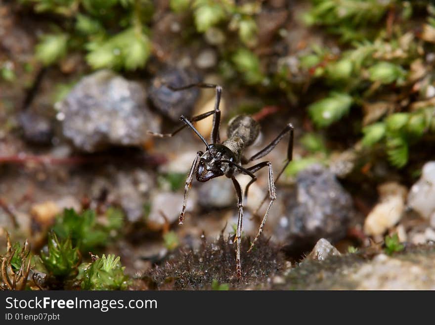 Black ant face portrait macro. Black ant face portrait macro