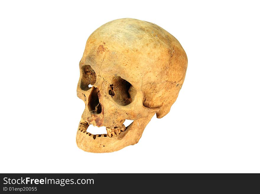 A human skull of an female person