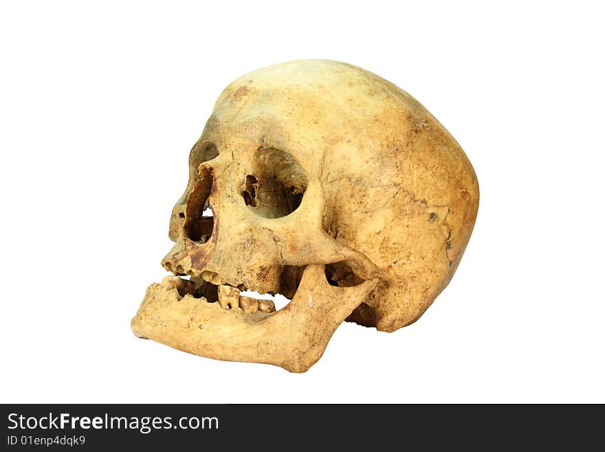 A human skull of an female person