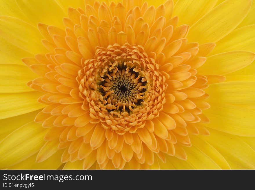 Bouquet gerbera