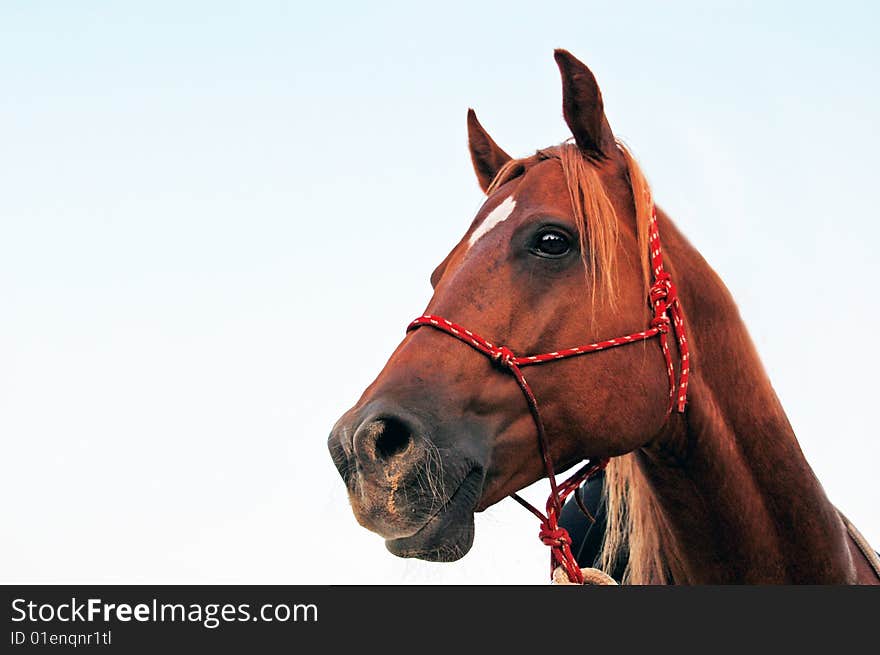 A close up face of horse. A close up face of horse.