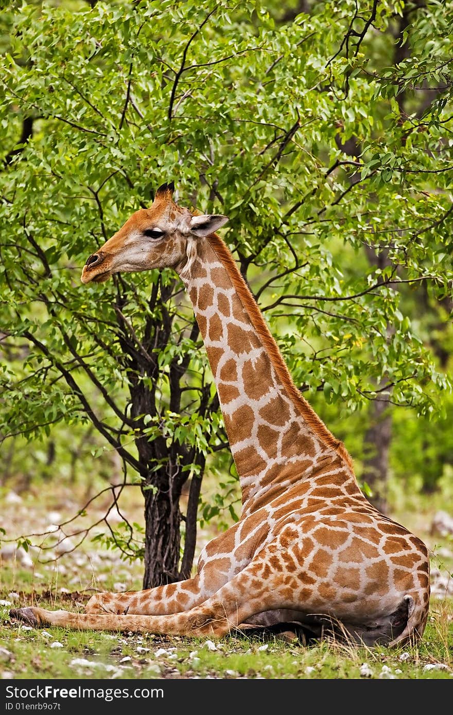 Giraffe; Giraffa Camelopardis; South Africa