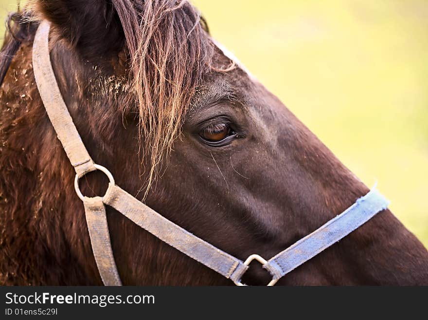 Close up of the head of a work horse.  He is wearing a bridal and looking off in the distance. Close up of the head of a work horse.  He is wearing a bridal and looking off in the distance.