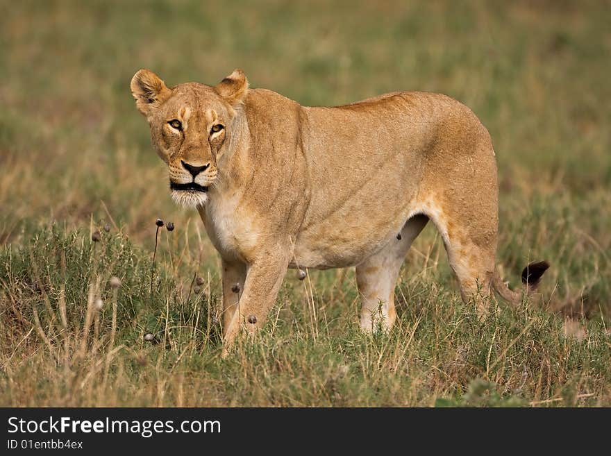 Lioness