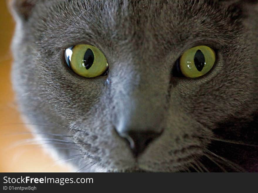 Photograph of a beautiful cat with an intense look on his face. Photograph of a beautiful cat with an intense look on his face