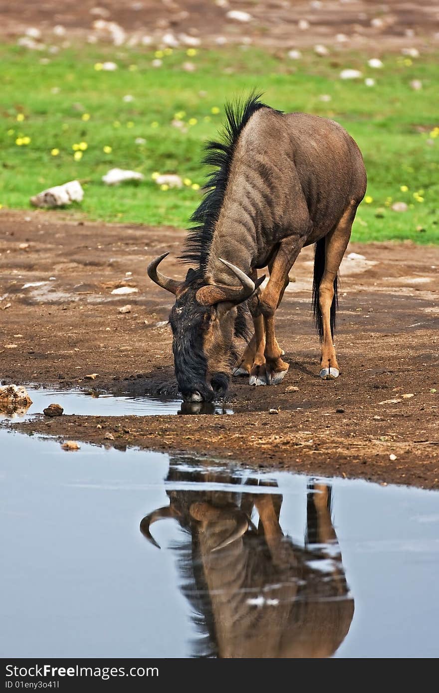 Blue wildebeest; Connochaetes taurinus; South Africa