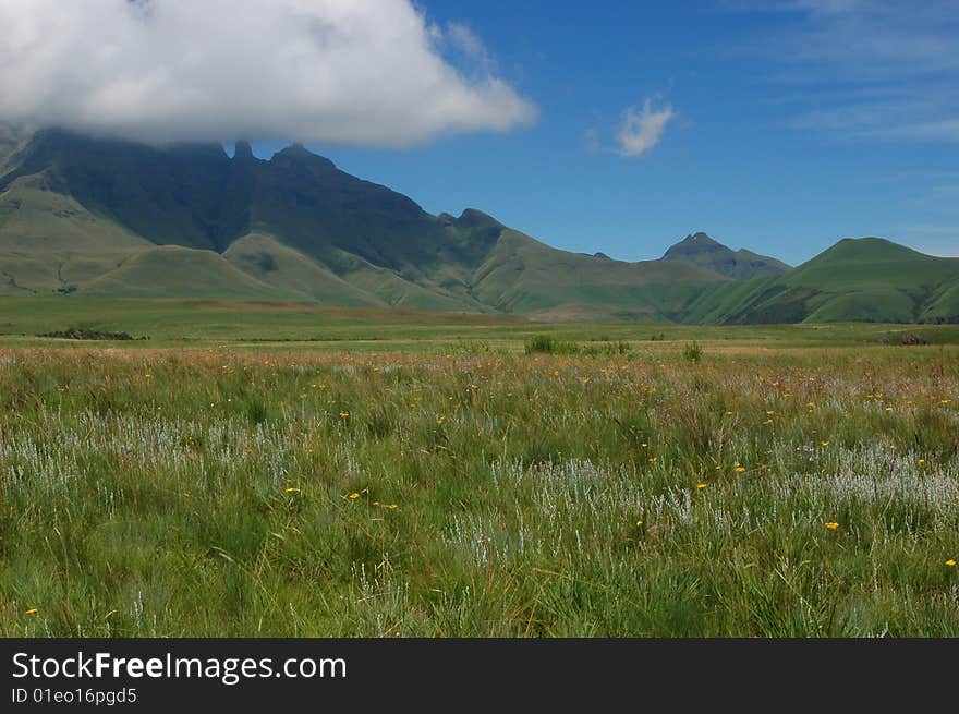 A scene from the Drakensberg mountains, South Africa, when the wild flowers are blooming. A scene from the Drakensberg mountains, South Africa, when the wild flowers are blooming