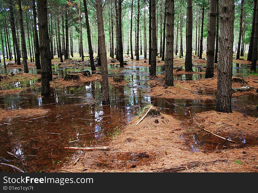 Drowned Forest