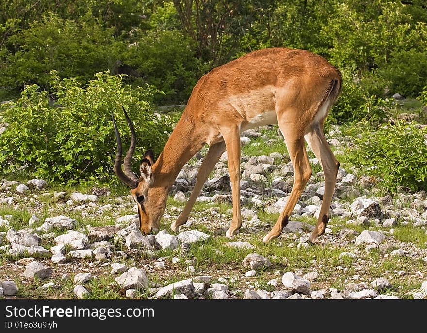 Black-faced impala; Aepyceros melampus petersi