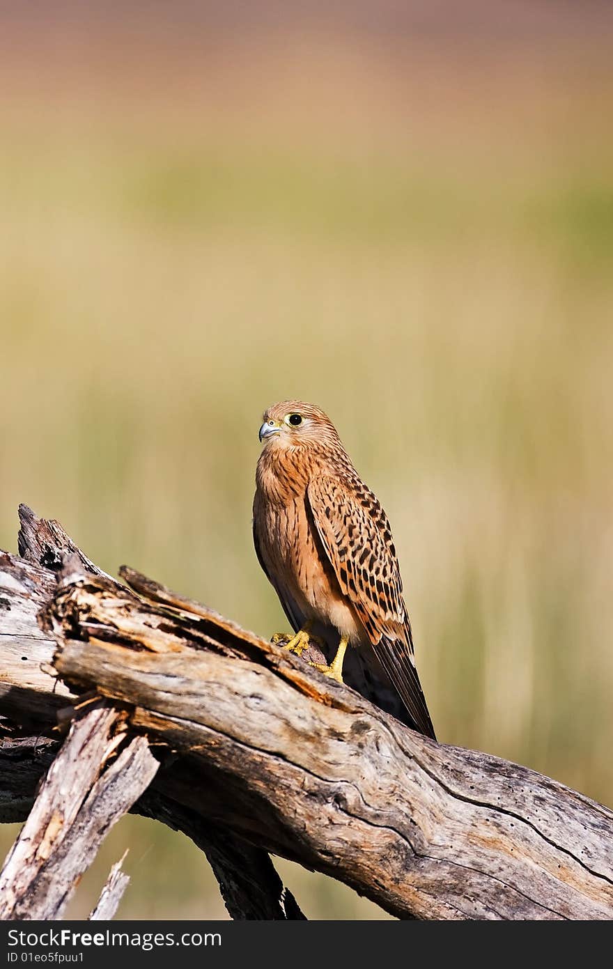 Kestrel