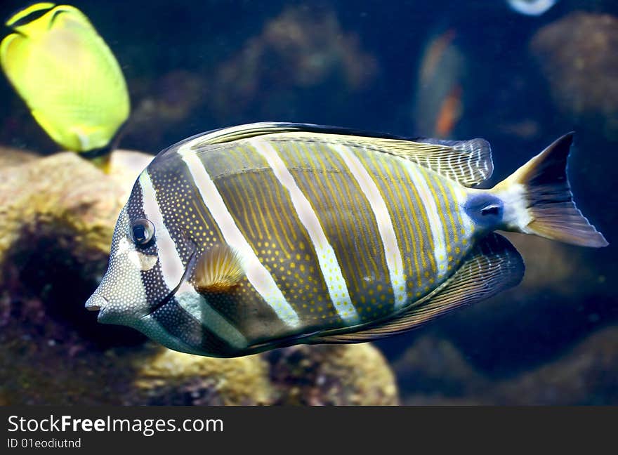 Portrait of nice tropical fish. Portrait of nice tropical fish