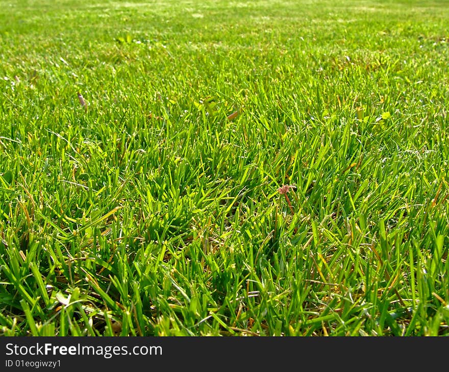 Green grass background like texture