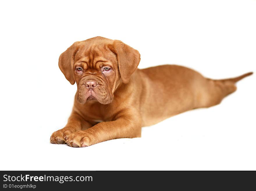 Puppy of breed dog from Bordeaux. Puppy on a bedom background. Puppy of breed dog from Bordeaux. Puppy on a bedom background.