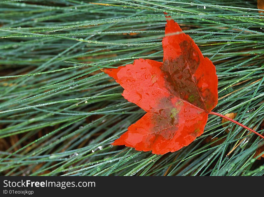 Red maple leaf laying on wet grass