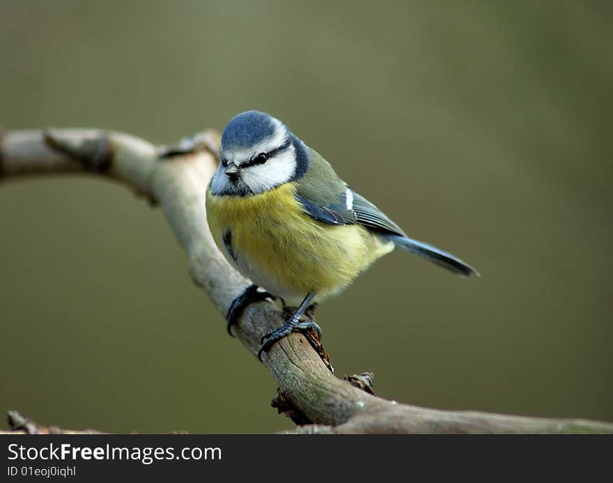 Blue tit on branch - blue and yellow bird