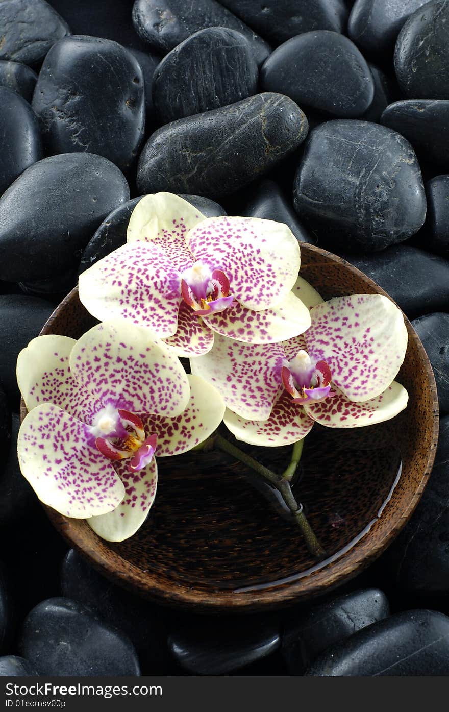 Purple orchid and black stones with reflection. Purple orchid and black stones with reflection