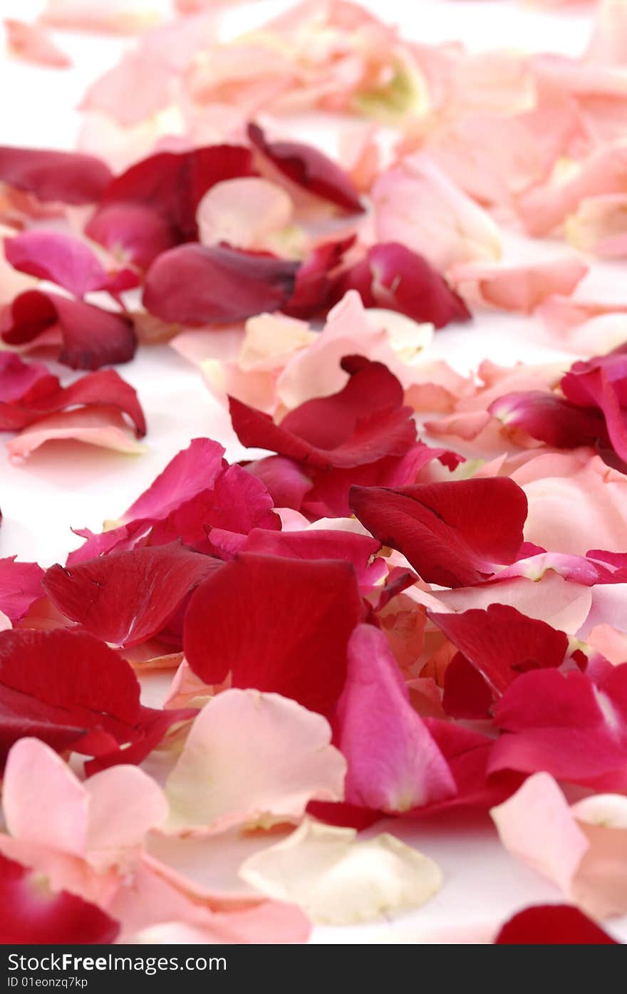 Red rose petals isolated on white