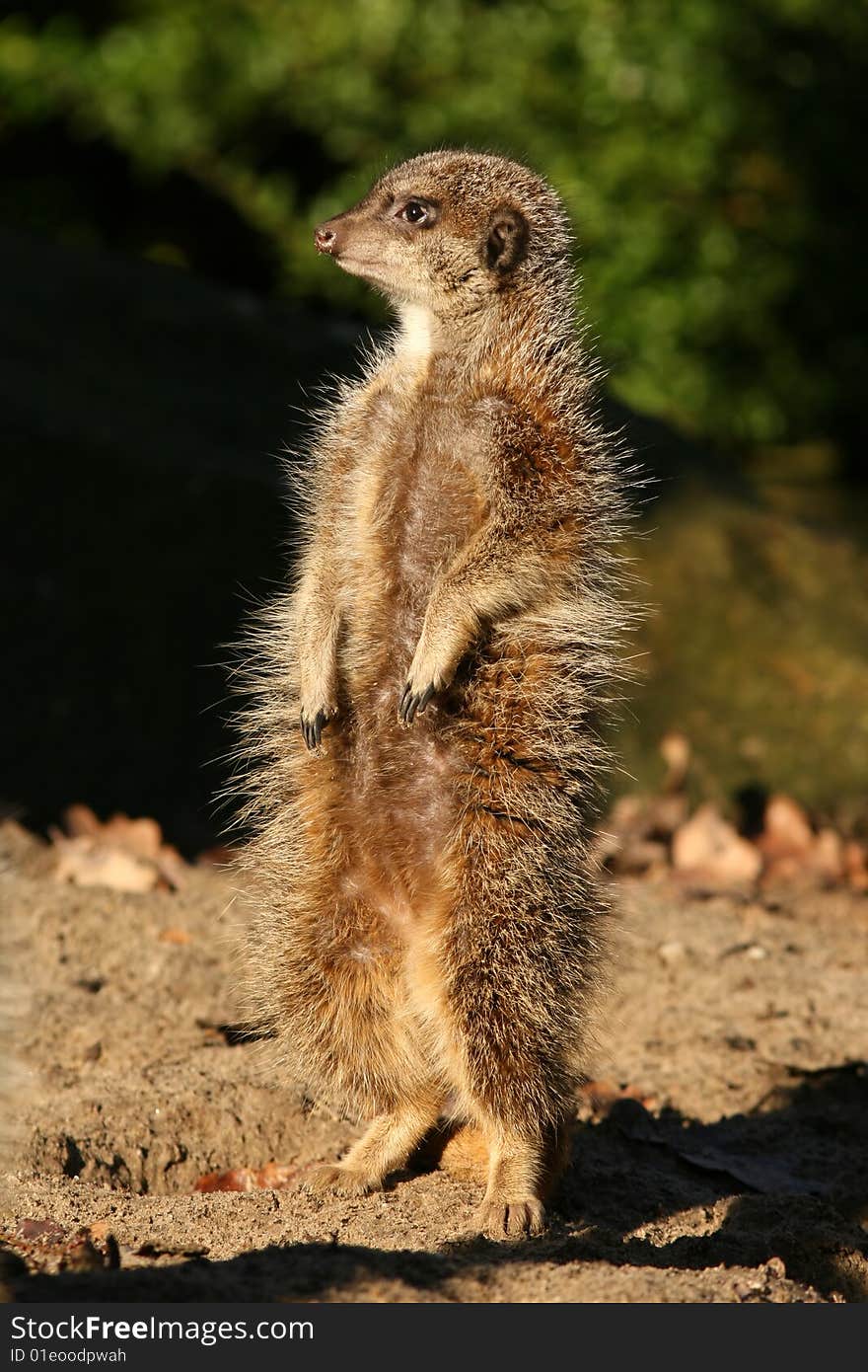 Meerkat standing upright