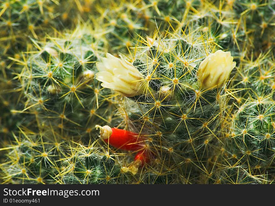 Large prickly cactus grown in the garden