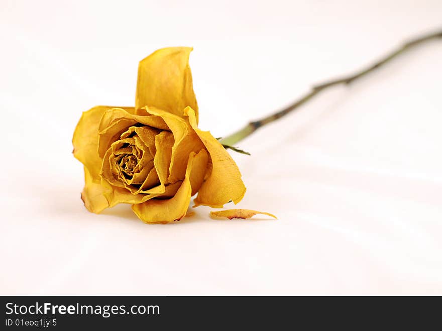 Yellow Rose