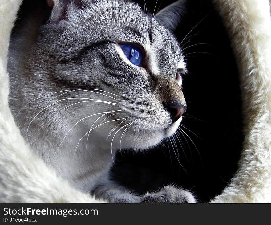 A photo of a grey cat face