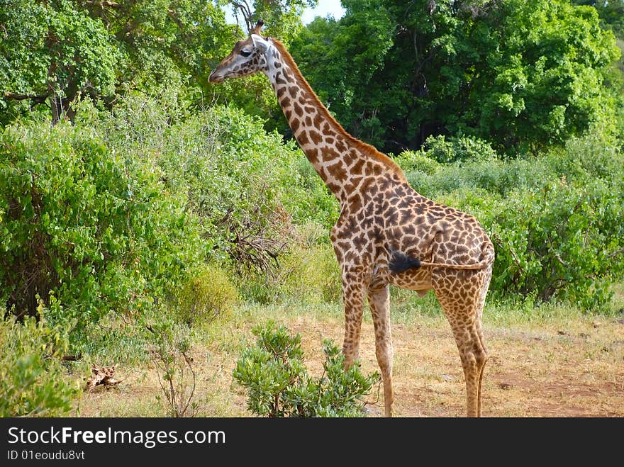 The giraffe in Tanzania, Africa