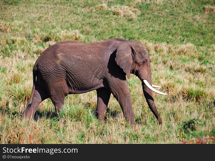 The african elephant in Tanzania