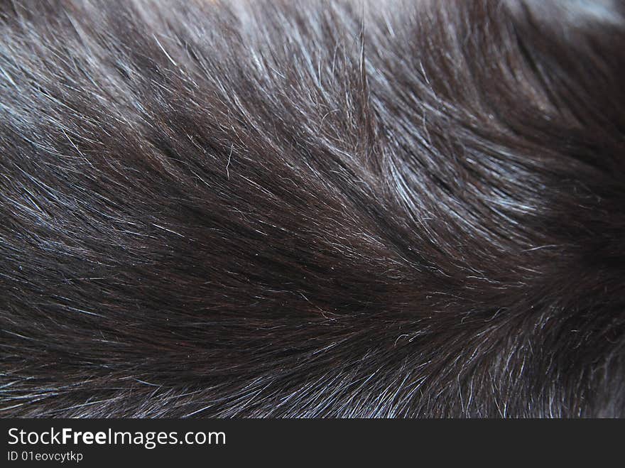 Differently colored cat fur in close-up