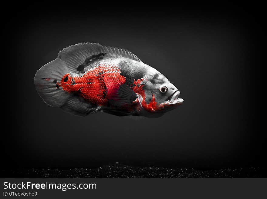 14 Inch Oscar, swimming in a 55 Gallon tank. Photo is black and white with red. 14 Inch Oscar, swimming in a 55 Gallon tank. Photo is black and white with red.