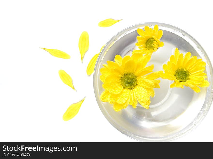 Yellow flowers in water and petals