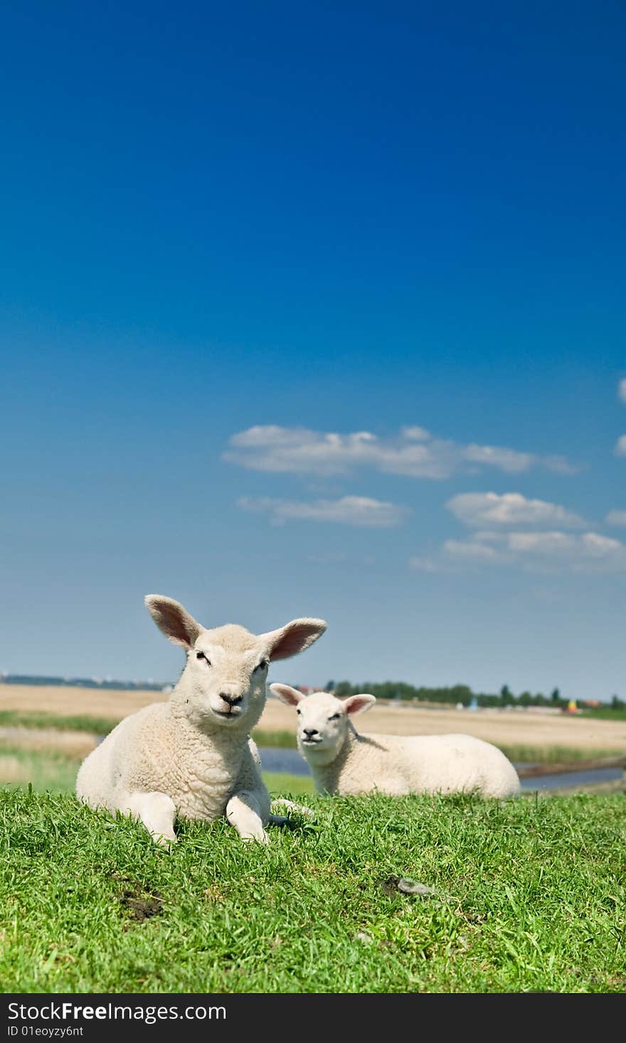 Cute lambs